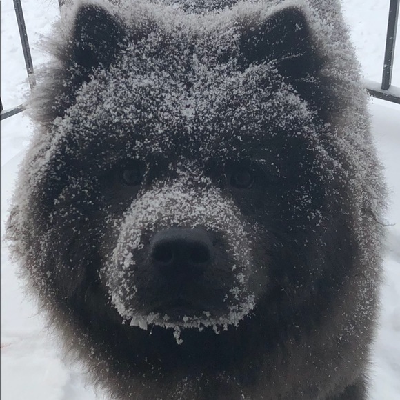 PET FRIENDLY HOME!!! ♥🐕 ♥🐕♥ - Picture 3 of 4